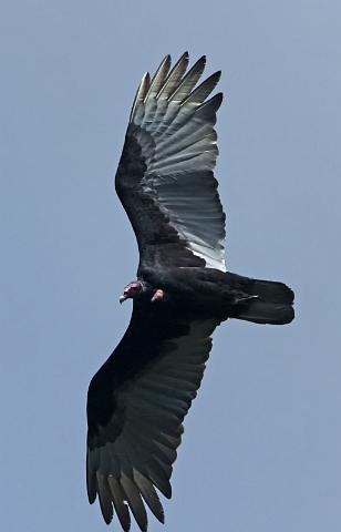 061 Pura Vida Garden, Costa Rica, kalkoengier.JPG